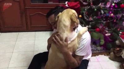 perro,abrazar,due&ntilde;o,cirugia