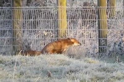 Enlace a Zorro desafiando todas las leyes de la física