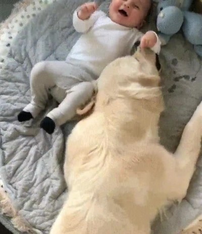 perro,hacer,reir,mejor,amigo