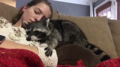 gato,preguntar,mimos