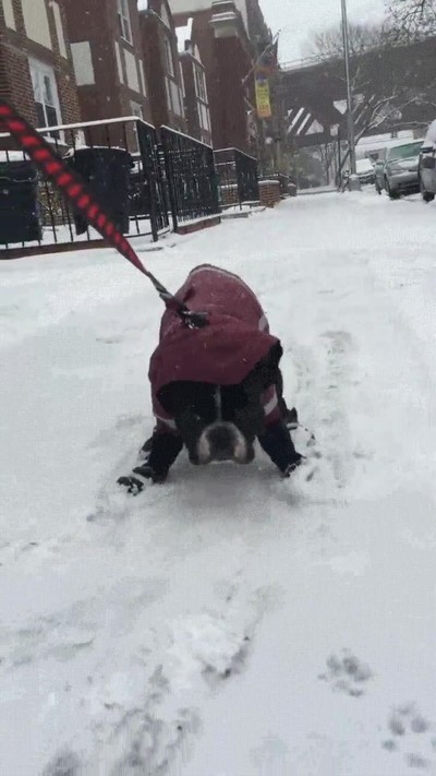 dias,dormir,casa,perro,nieve