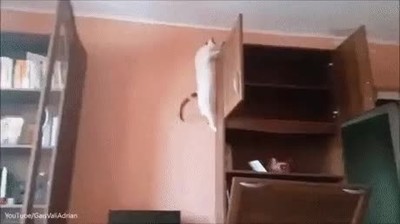 gatos,cracks,arte,parkour