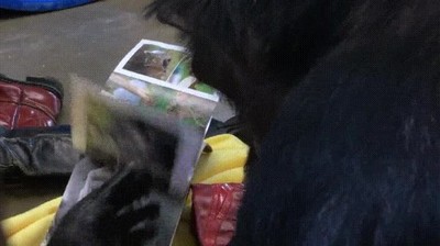 Enlace a Chimpancés que acaban de descubrir las revistas de naturaleza y se quedan flipando