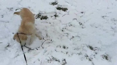 Enlace a Perros sin ningún tipo de consideración con los muñecos de nieve
