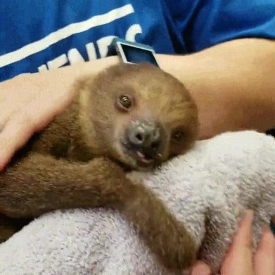 Enlace a Este perezoso es mi animal espiritual