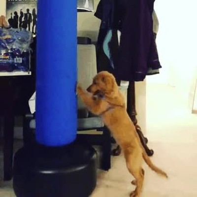 Muhammad Ali,reencarnaci&oacute;n,perro,saco,boxeo