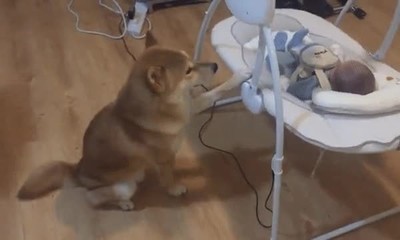 perro,mejor,ni&ntilde;era,bebe