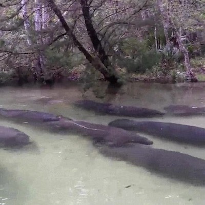 perdonad,cruzar,gracias