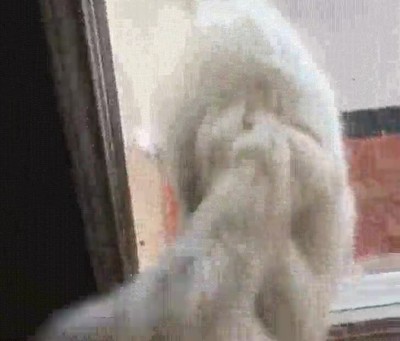 volver,pronto,casa,sorpresa,mejor,amigo,perro