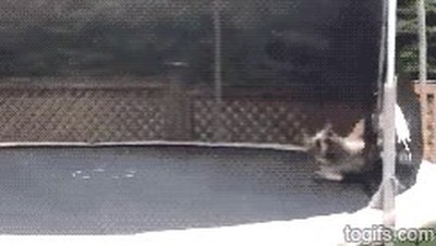 perro,saltando,cama,el&aacute;stica,diversi&oacute;n