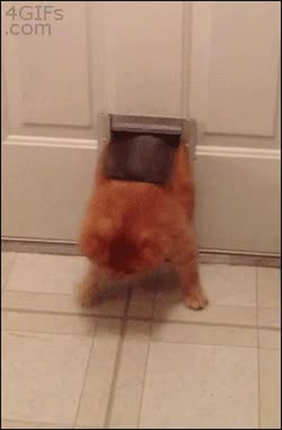 gato,cena,puerta,caber,empacho,engordar