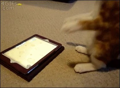gato,juego,emocionado,jugando