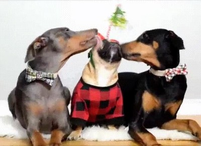 abuelos,lamer,cara,lengua