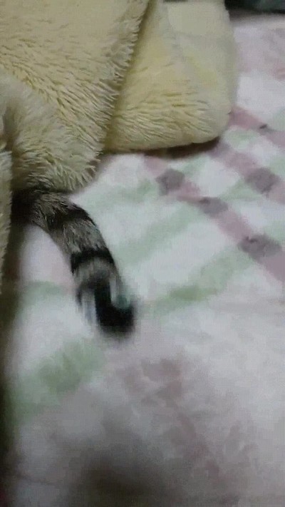 ojos,despistar,gato,cola,serpiente