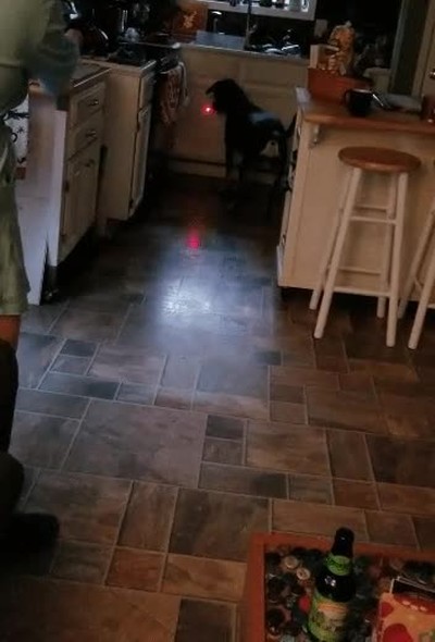 troll,puntero,laser,perseguir,perro