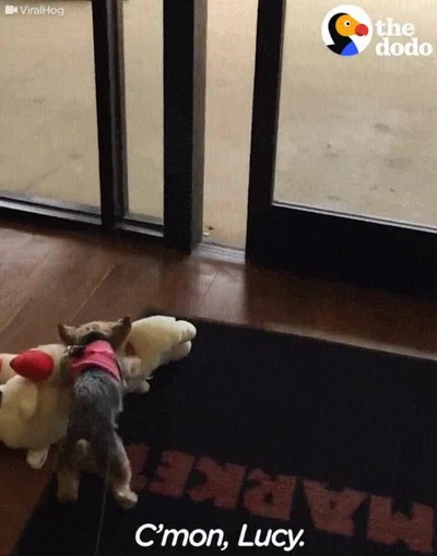 Enlace a Perros que insisten en llevarse su juguete a todas partes
