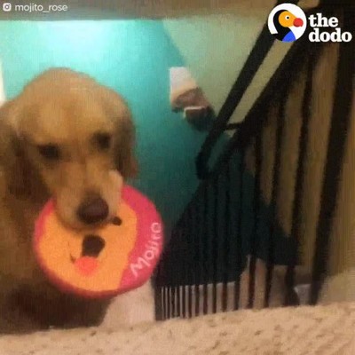 mejor,forma,dormir,noche,perro