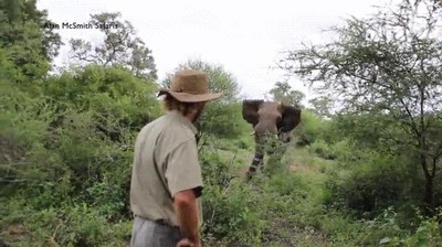 truco,no mover,centimetro,elefante