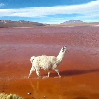 paisaje,parecer,fondo,pantalla,windows