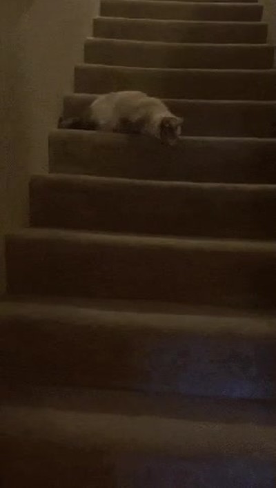 gato,funcionar,escaleras