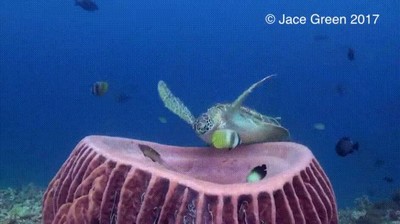 tortuga,siesta,dormir,postura