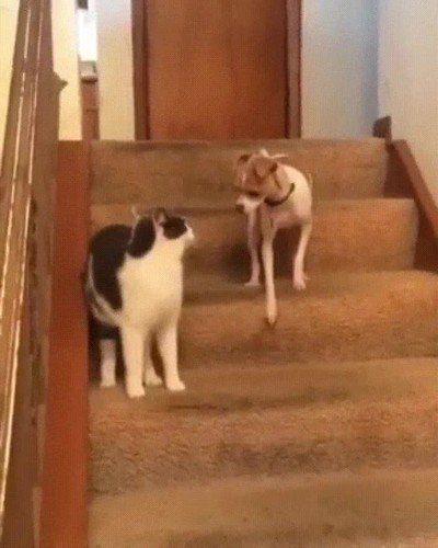 activar,modo,turbo,perro