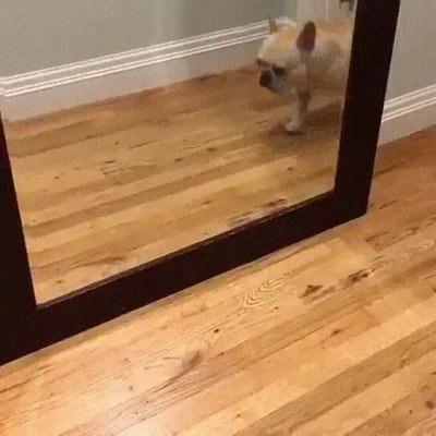 reaccion,perro,cara,dormir