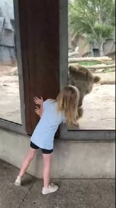 oso,jugar,ni&ntilde;a,cristal