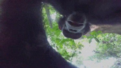chimpanc&eacute;,GoPro,robar