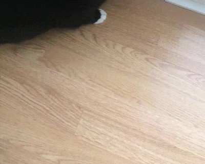 excesos,navidad,gato,puerta