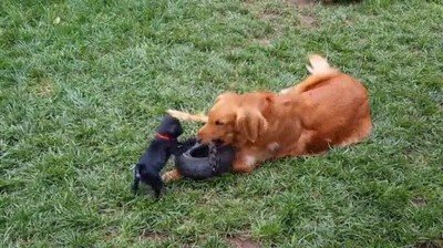 Enlace a Porfa, juguemos al helicóptero otra vez