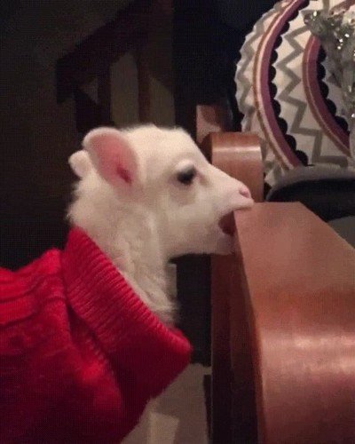 dieta,comer,cualquier cosa