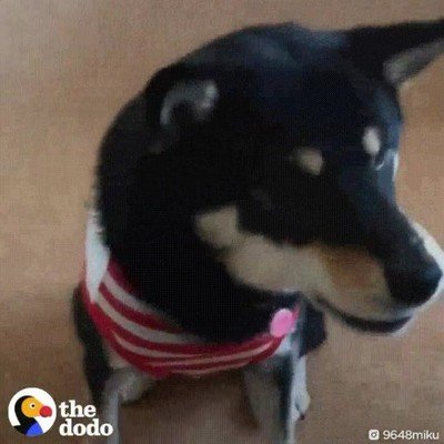 perro,atrapar,premio,velocidad,luz