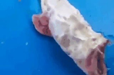 animales,infierno miedo