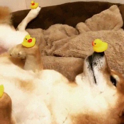 perros,aprender,relax,patos