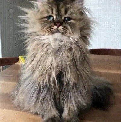 contar,pasar,ayer noche,gato