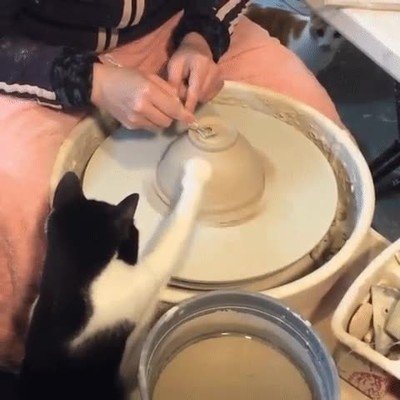 gato,echar,mano,trabajar,casa