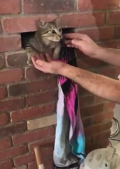 atrapado,pobre,gato,chimenea