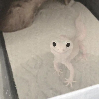 animales,contentos,llegada,invierno,gecko