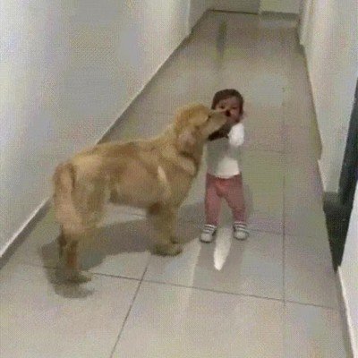 adorable,delicados,perros,ni&ntilde;os,peque&ntilde;os