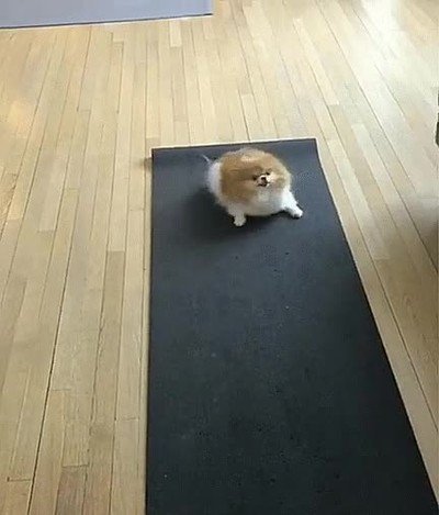 perros,emocionados,primera,clase,yoga