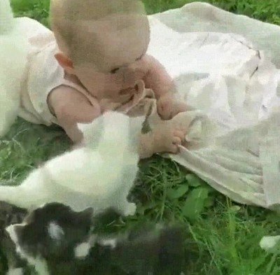 escena,adorable,gato,bebe