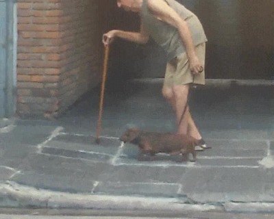 perro,paciencia,pasear