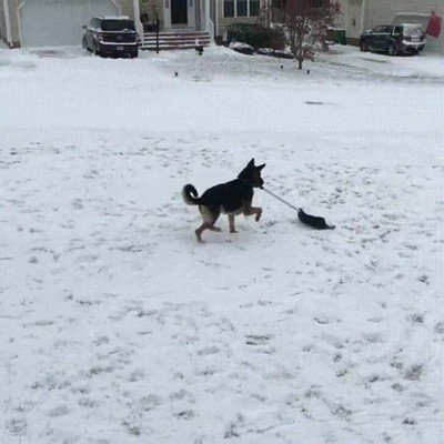 perro,limpiar,nieve,premio