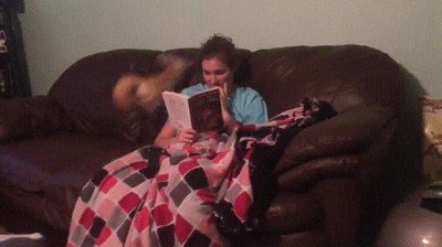 problemas,vivir,zorro,casa,pinacho