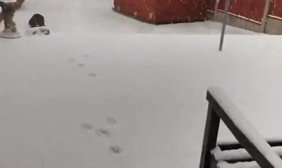 reacci&oacute;n,perro,primera vez,nieve