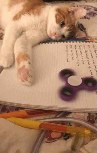 gatos,enganchados,spinners