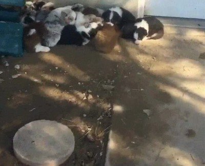 despertar,18,cachorros,mismo tiempo