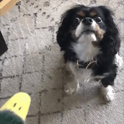 truco,ligar,contacto,visual,perro