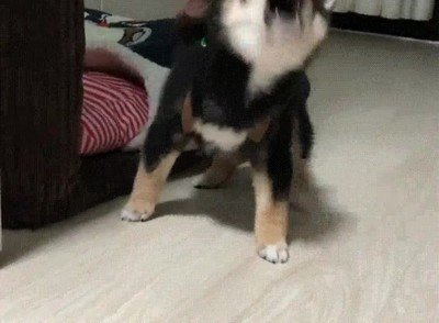 perro,pasar,mal,primer,dia,clase,mochila